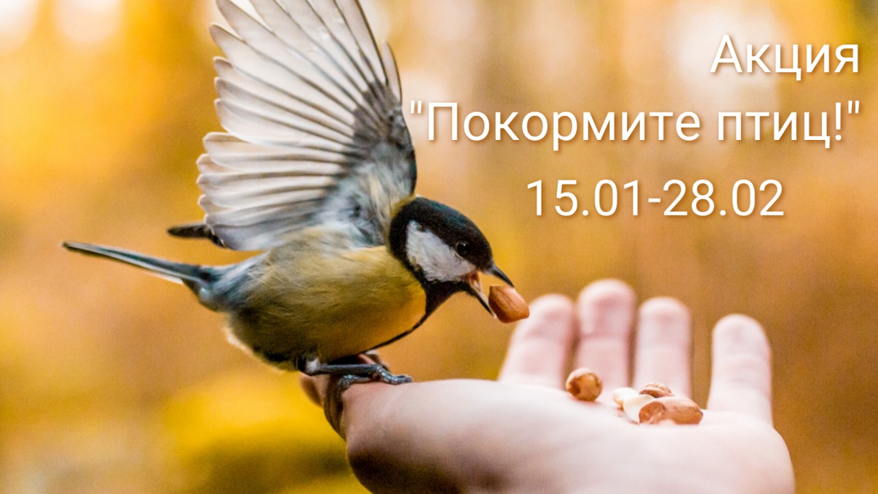 С 15 января по 28 февраля по всей стране проводится акция "Покормите птиц!"
