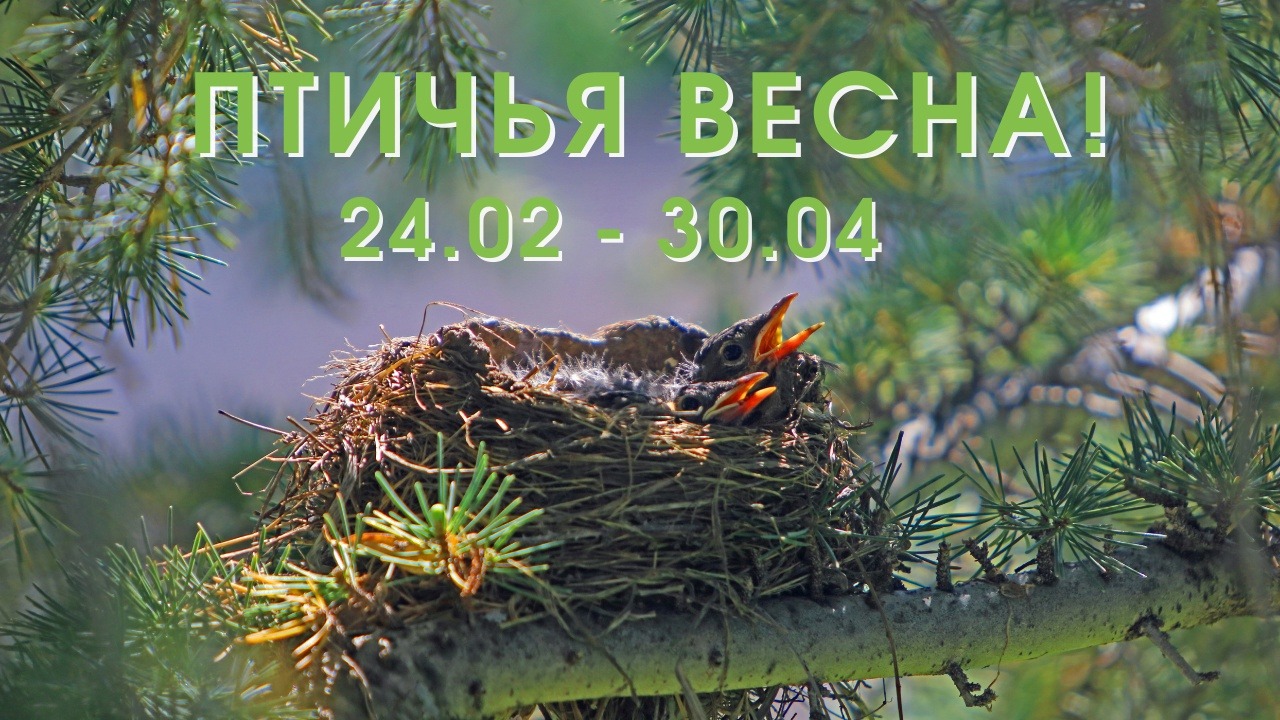 Волонтеры академии подготовили акцию для центра реабилитации диких птиц «Воронье гнездо»!